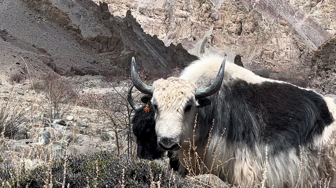 Yak Trek