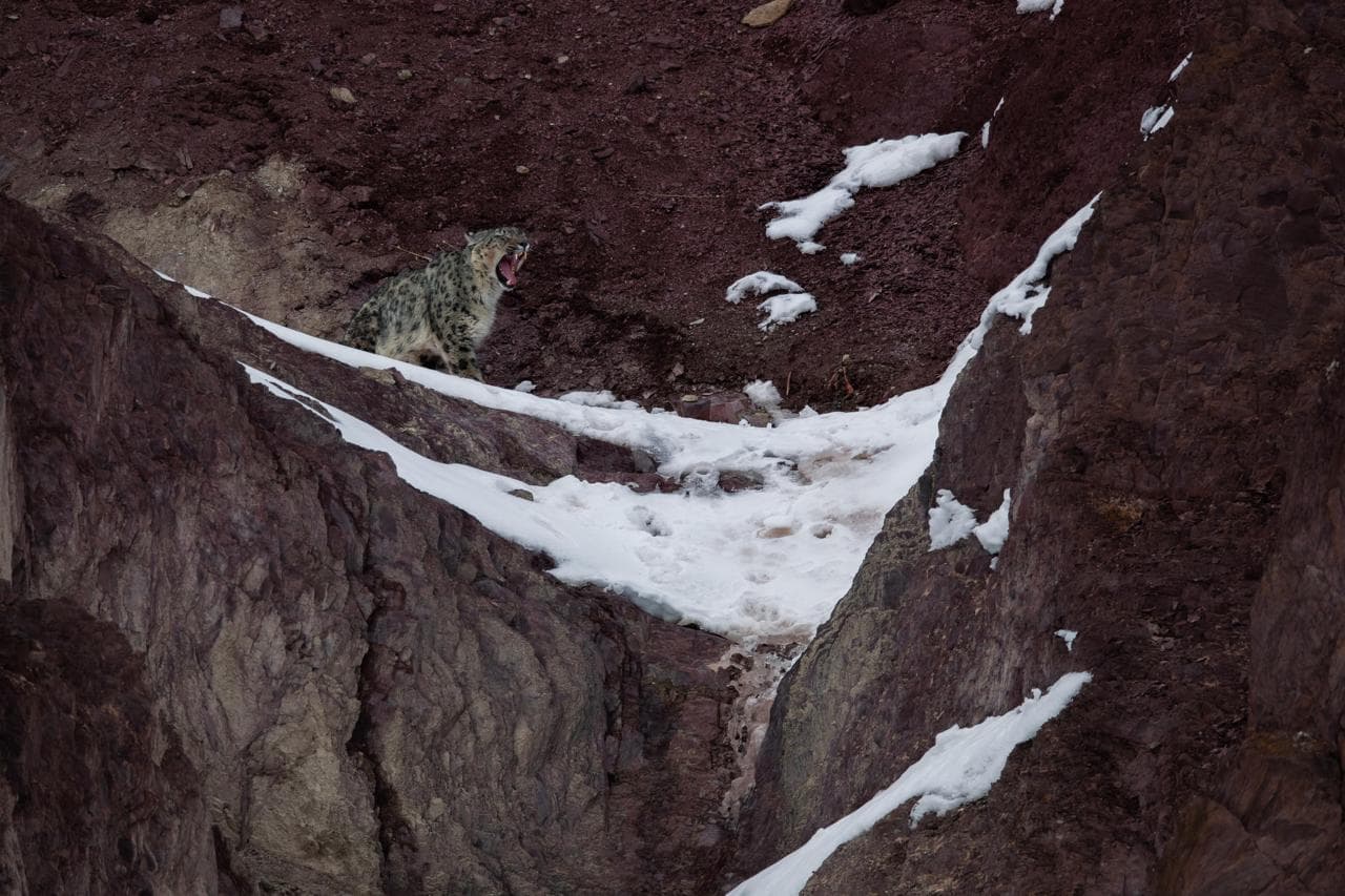 Snow Leopard Expedition